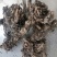 甘肃野生升麻个子质量远超切片货原药材才是地道源头货无硫