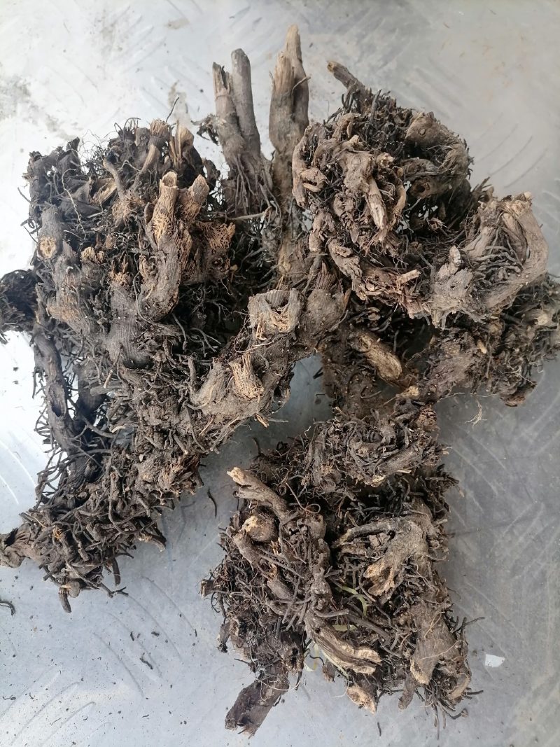 甘肃野生升麻个子质量远超切片货原药材才是地道源头货无硫