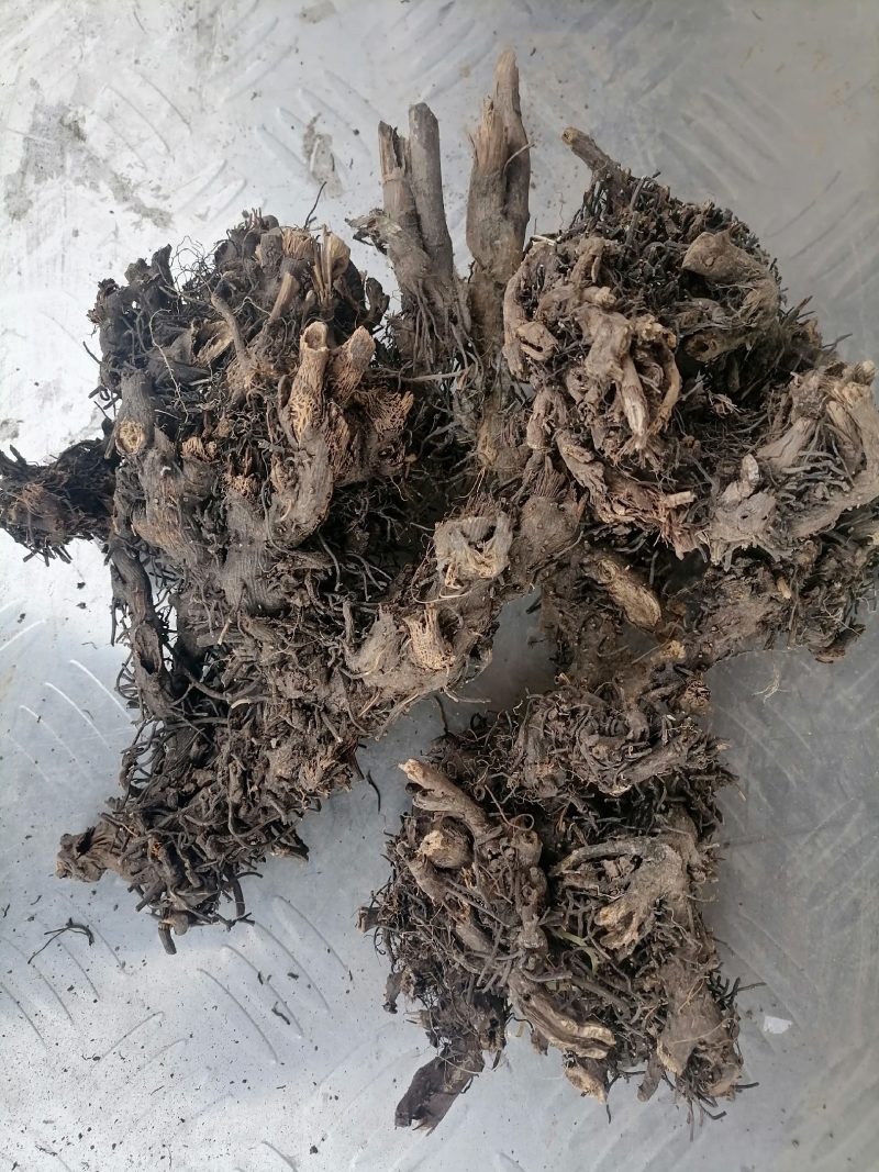 甘肃野生升麻个子质量远超切片货原药材才是地道源头货无硫
