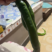 线椒