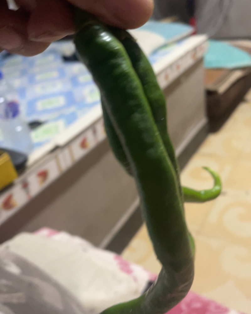 线椒