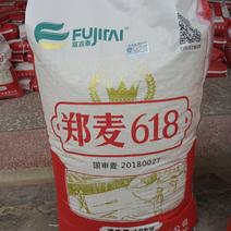 小麦种子郑麦618：大穗、扛倒、高产、优质好种子