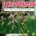 红柳种子柽柳种子优质红柳树怪柳树种子多枝怪柳垂丝柳