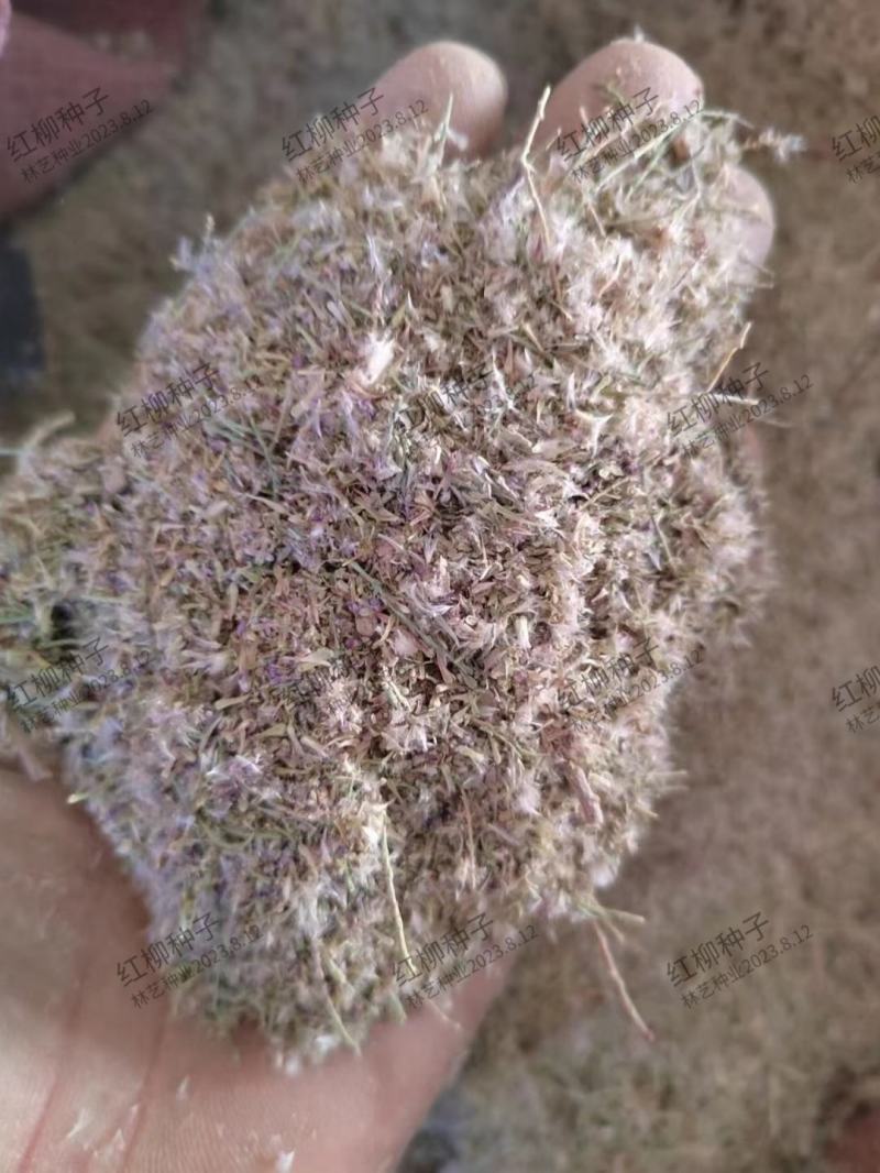 红柳种子柽柳种子优质红柳树怪柳树种子多枝怪柳垂丝柳