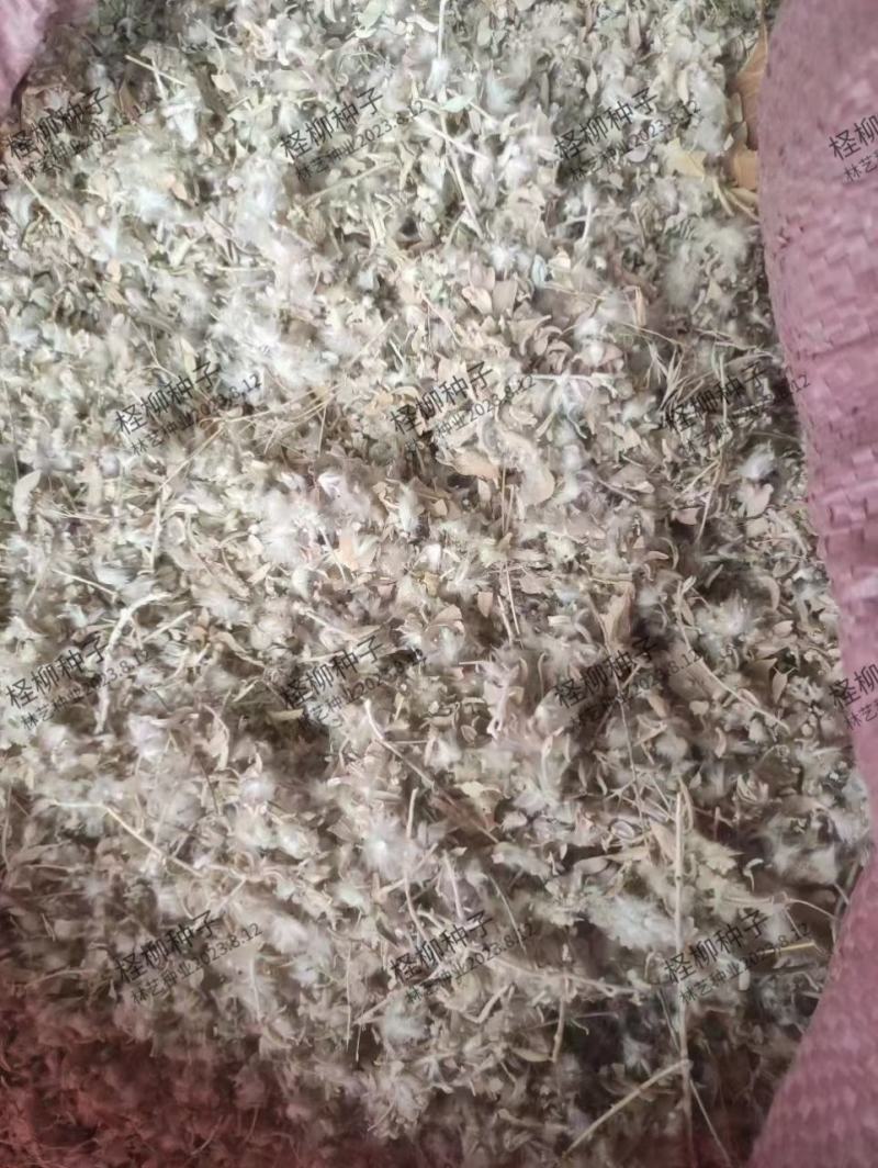 红柳种子柽柳种子优质红柳树怪柳树种子多枝怪柳垂丝柳