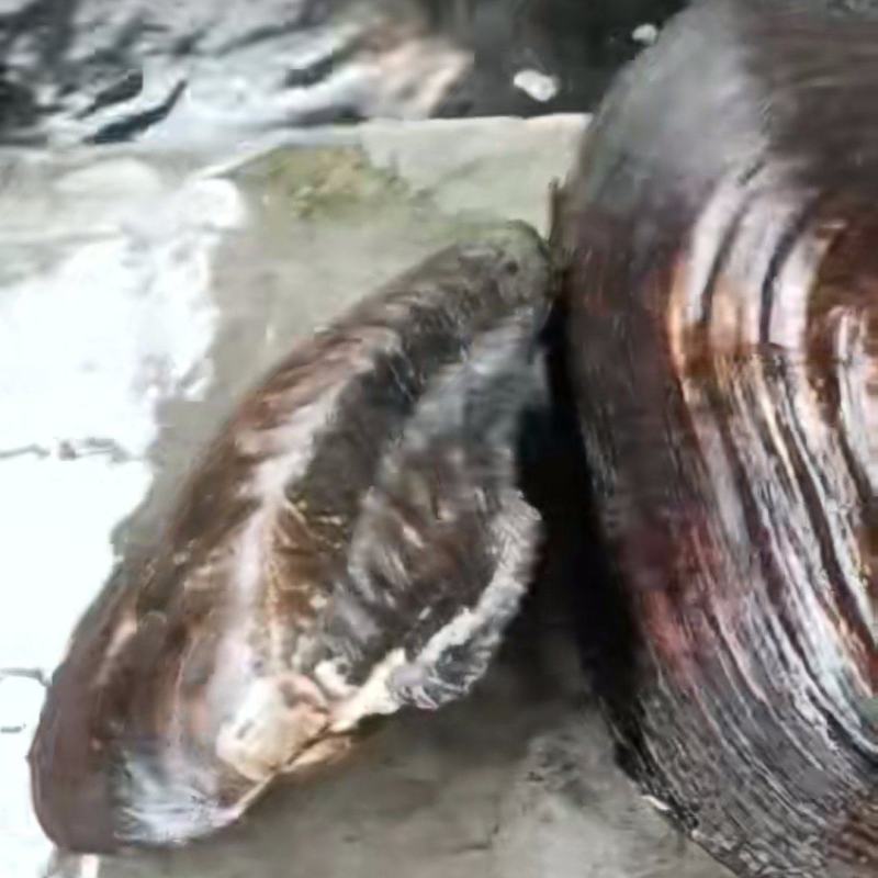 湖北河蚌肉，新鲜河蚌肉