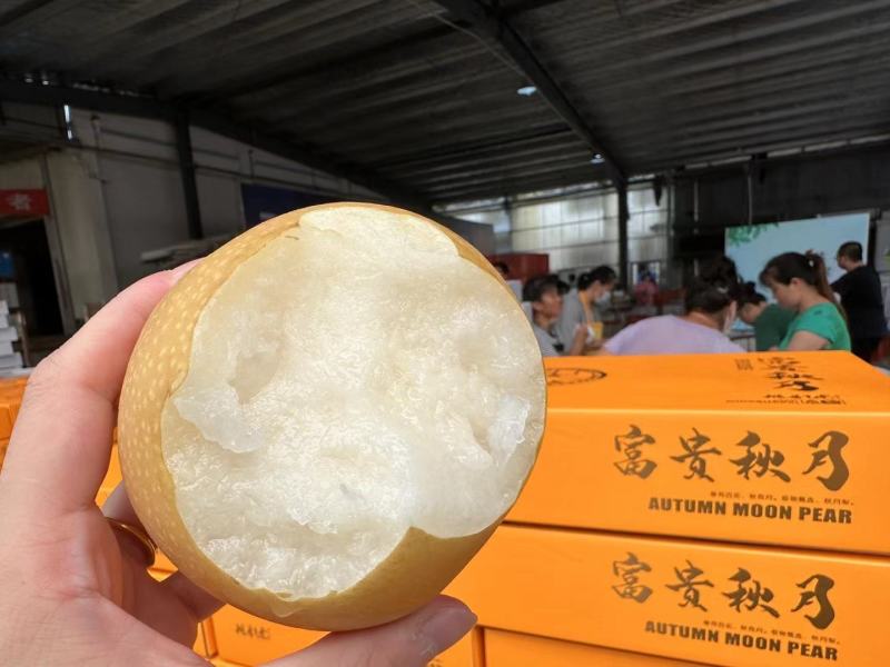 高，中，低档秋月梨。电商商超团购货源充足