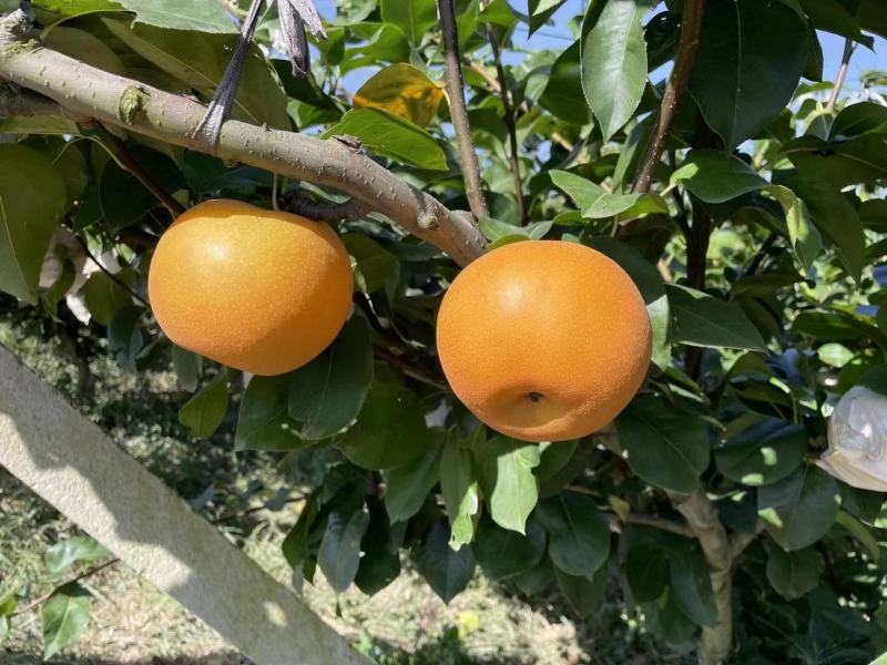 高，中，低档秋月梨。电商商超团购货源充足