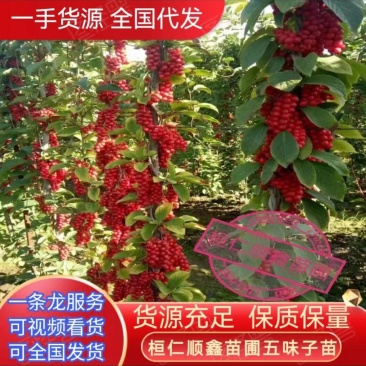 五味子苗辽宁本溪基地直供货源充足价格优惠欢迎致电