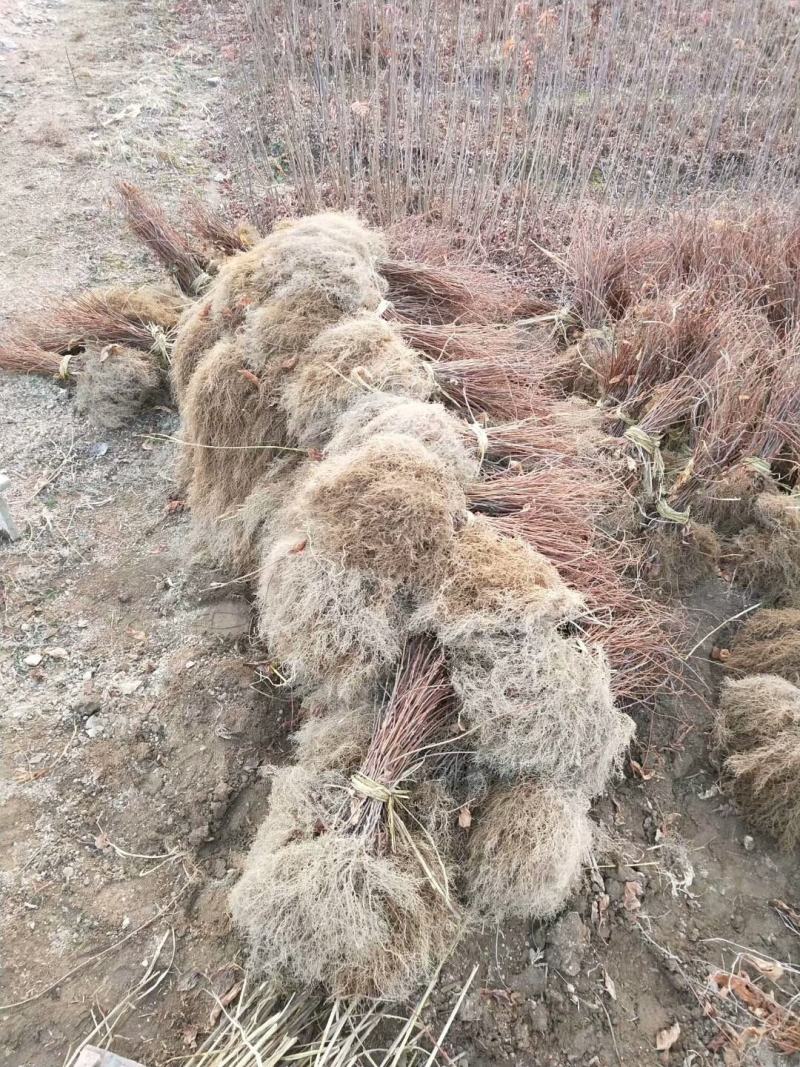 五味子苗辽宁本溪基地直供货源充足价格优惠欢迎致电
