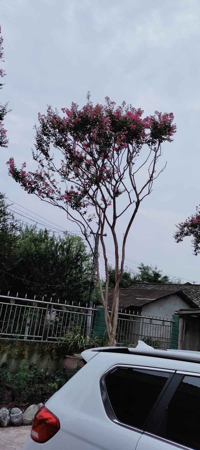 老紫薇