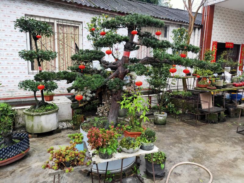 罗汉松