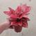 吉利红网红新品盆栽净化新鲜空气居家室内室外常备绿植盆栽净