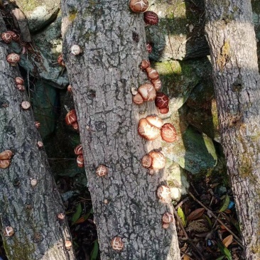 山区鲜香菇