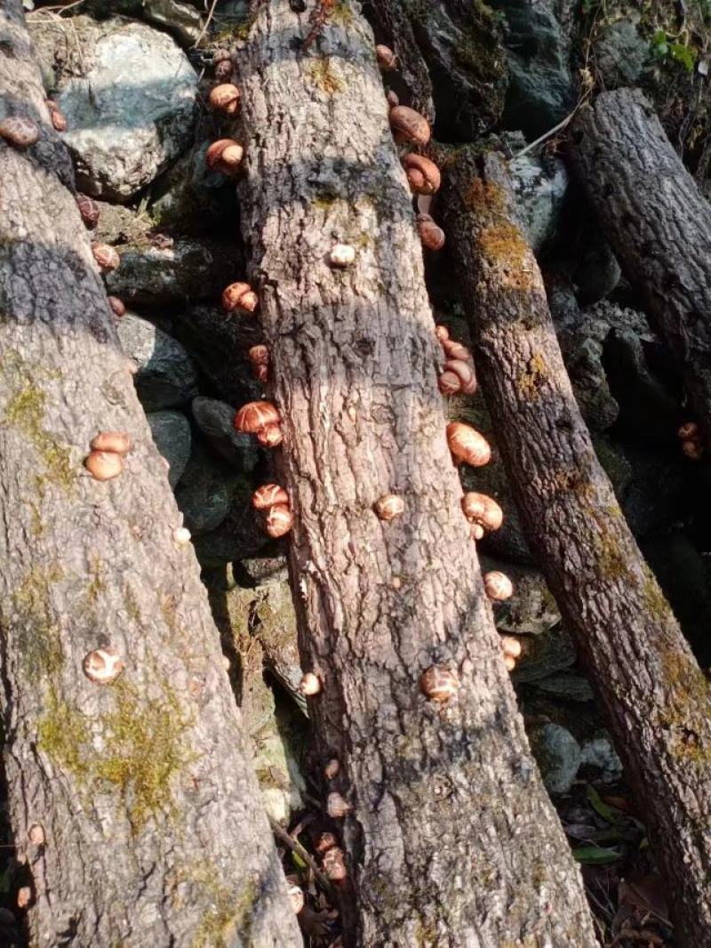 山区鲜香菇