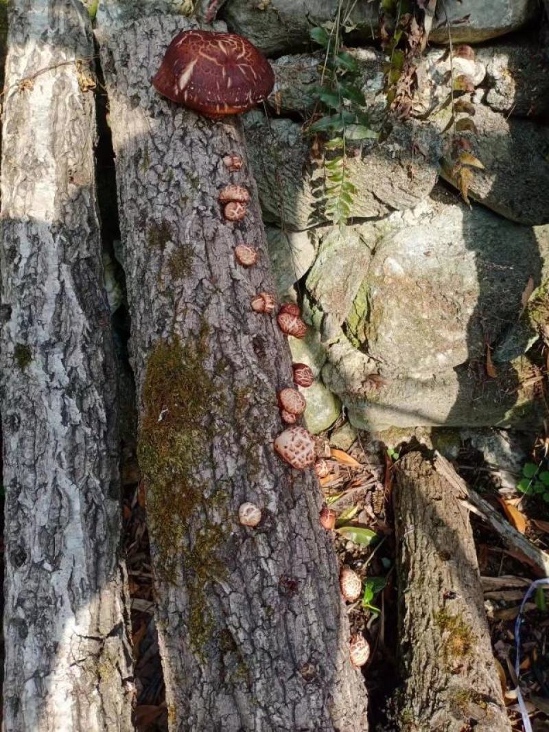 山区鲜香菇