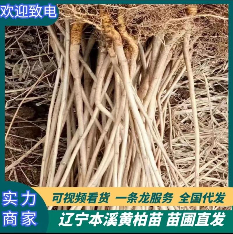 黄柏苗黄菠萝苗基地直供大量上市品质保证欢迎致电