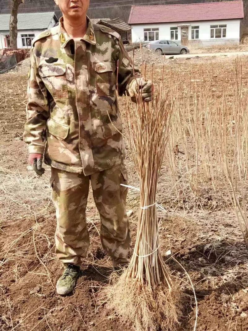 黄柏苗黄菠萝苗基地直供大量上市品质保证欢迎致电