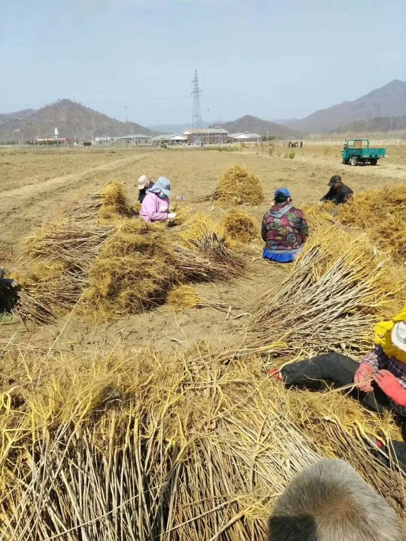 黄柏苗黄菠萝苗基地直供大量上市品质保证欢迎致电