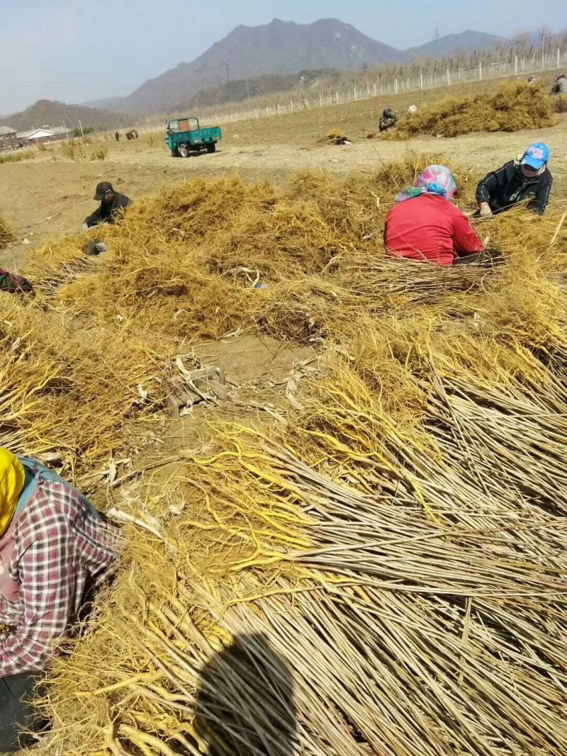 黄柏苗黄菠萝苗基地直供大量上市品质保证欢迎致电