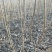 黄柏苗黄菠萝苗基地直供大量上市品质保证欢迎致电