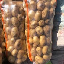 优质荷兰十五土豆精选好货可对接商场超市批发市场等
