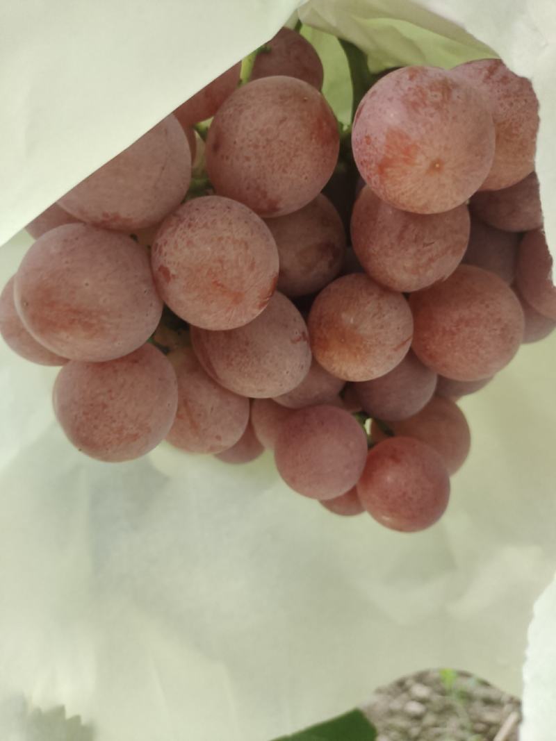 陕西渭南红提葡萄