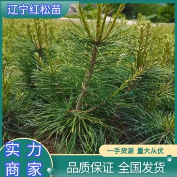 辽宁红豆杉苗基地直供大量上市价格优惠欢迎致电