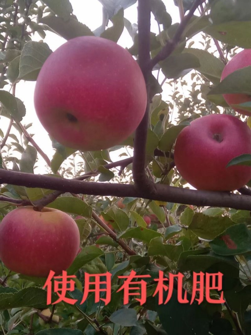 华硕苹果