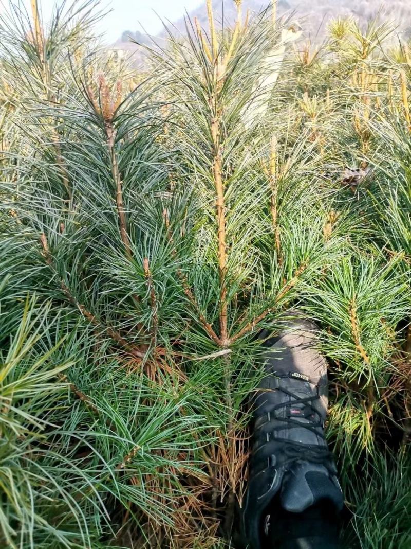 辽宁红豆杉苗基地直供大量上市价格优惠欢迎致电