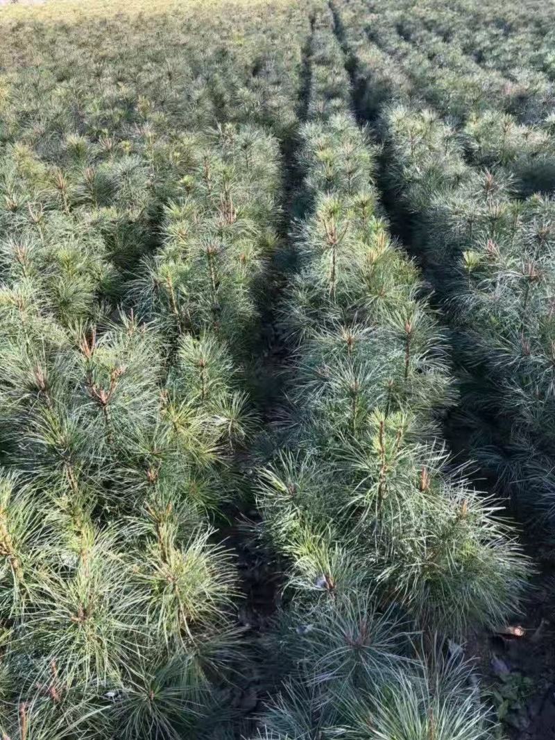辽宁红豆杉苗基地直供大量上市价格优惠欢迎致电
