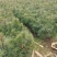 辽宁红豆杉苗基地直供大量上市价格优惠欢迎致电