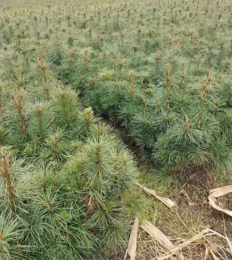 辽宁红豆杉苗基地直供大量上市价格优惠欢迎致电