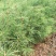 辽宁红豆杉苗基地直供大量上市价格优惠欢迎致电