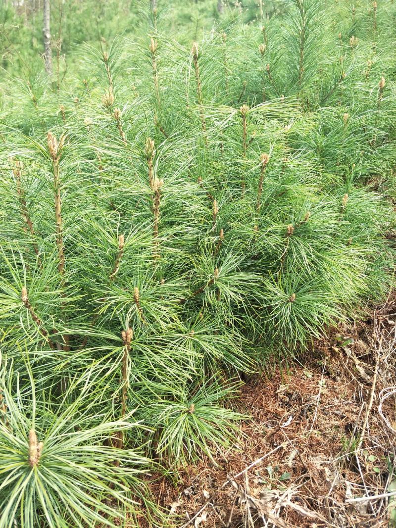 辽宁红豆杉苗基地直供大量上市价格优惠欢迎致电