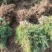 辽宁红豆杉苗基地直供大量上市价格优惠欢迎致电