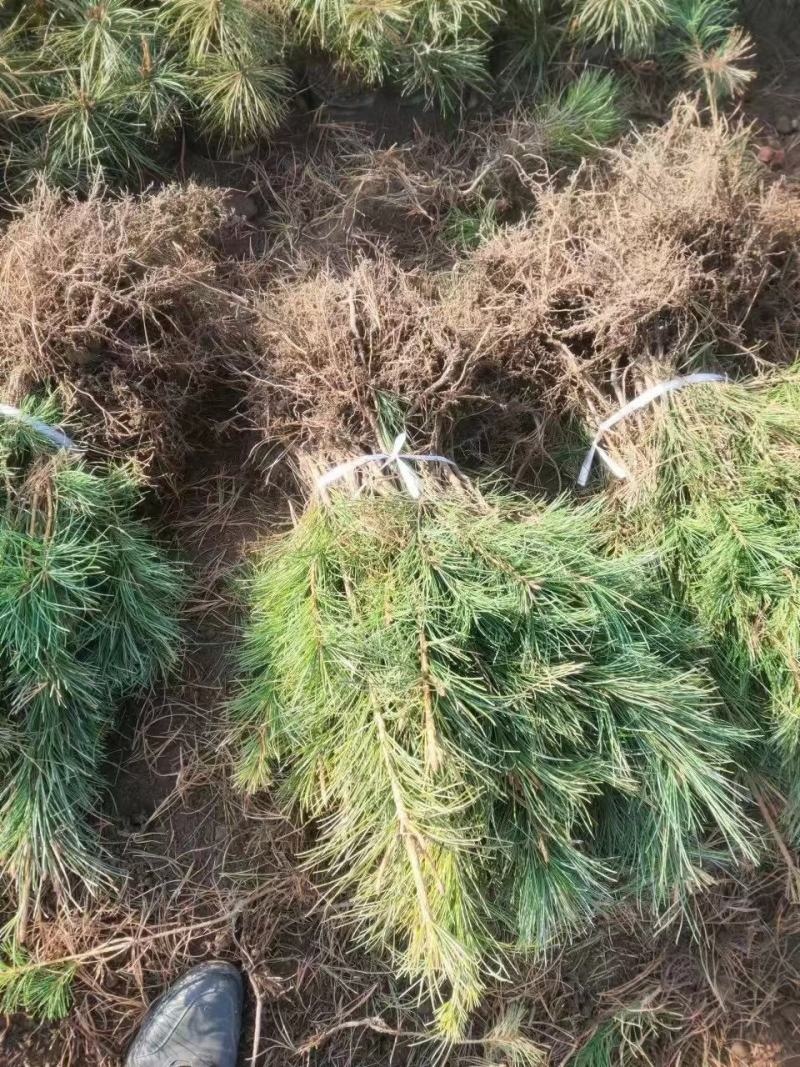 辽宁红豆杉苗基地直供大量上市价格优惠欢迎致电