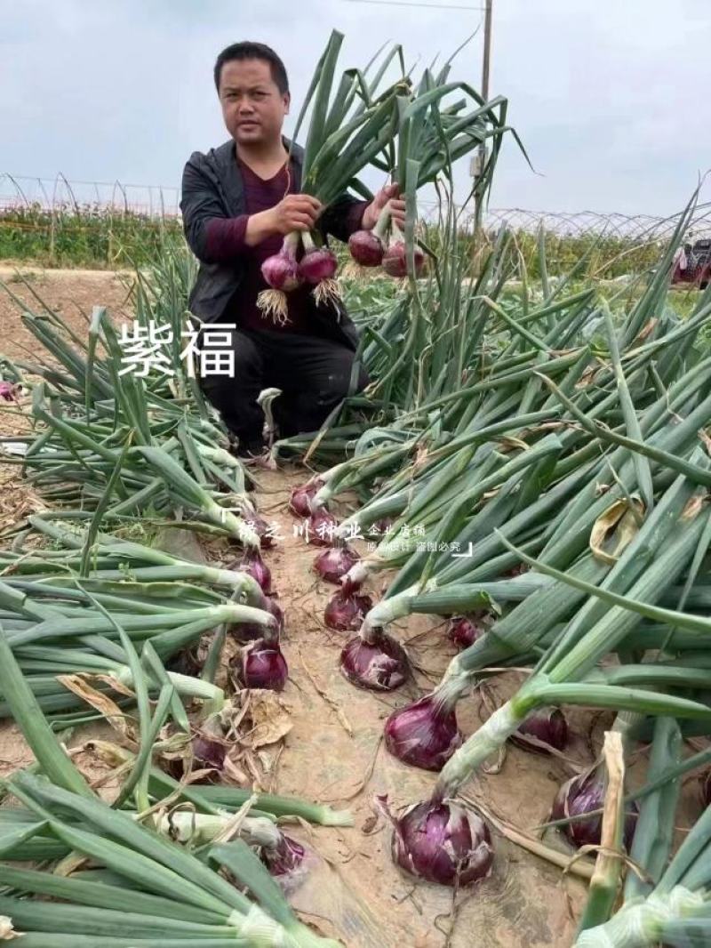 欧兰德洋葱种子紫福紫红皮洋葱种子中高桩高圆球洋葱籽口感好