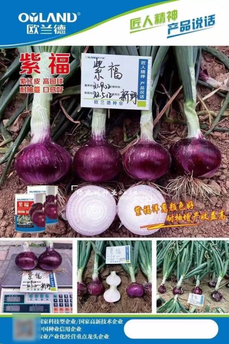 欧兰德洋葱种子紫福紫红皮洋葱种子中高桩高圆球洋葱籽口感好