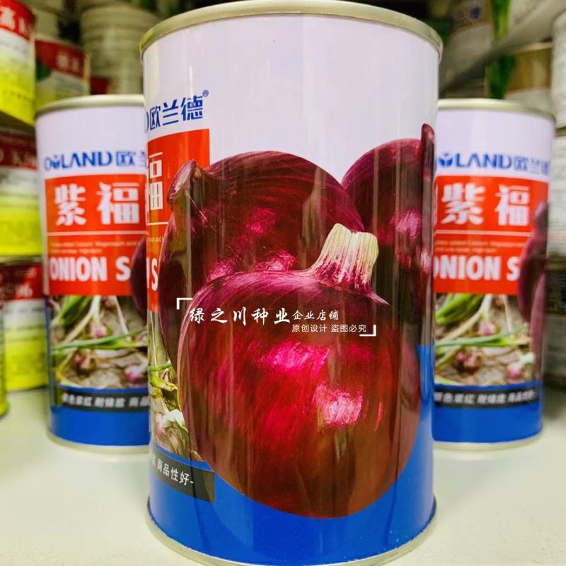 欧兰德洋葱种子紫福紫红皮洋葱种子中高桩高圆球洋葱籽口感好