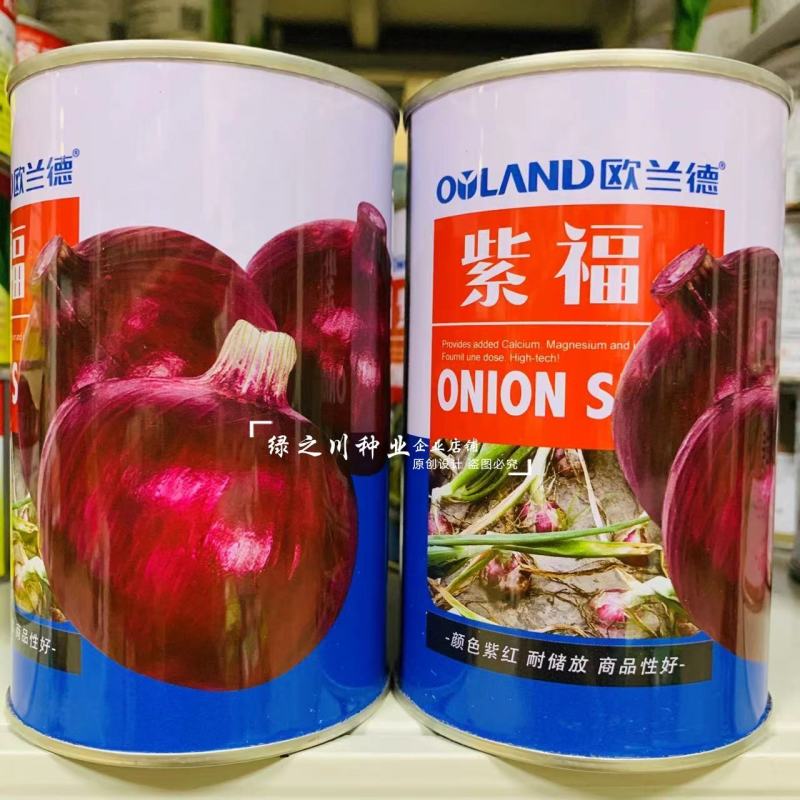 欧兰德洋葱种子紫福紫红皮洋葱种子中高桩高圆球洋葱籽口感好