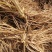 莿嫩芽苗基地直供一手货源量大价优保质保量欢迎致电