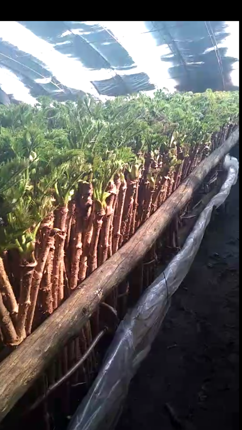 莿嫩芽苗基地直供一手货源量大价优保质保量欢迎致电