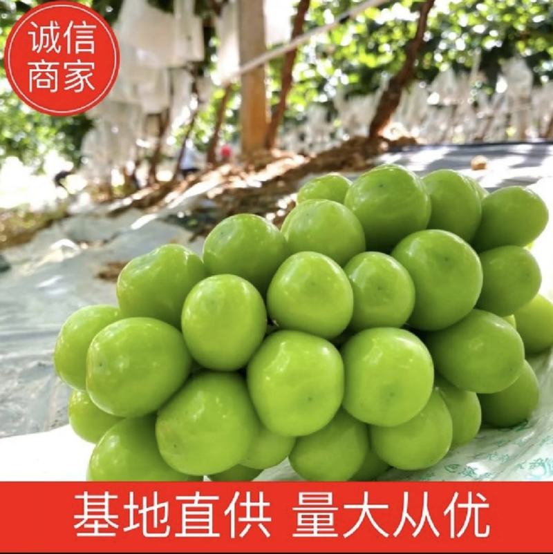 【阳光玫瑰】晴王精品包装，电商一件代发，质量有保证