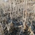 刺五加苗基地直供货源充足品质保证价格优惠欢迎致电