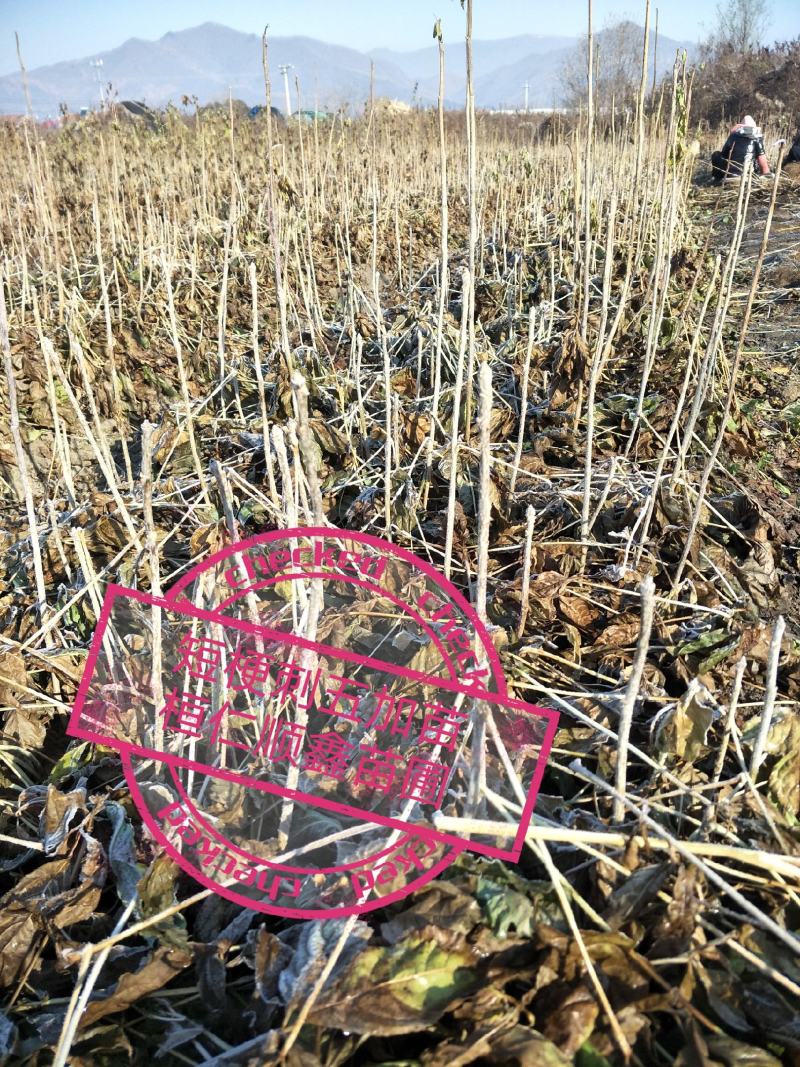 刺五加苗基地直供货源充足品质保证价格优惠欢迎致电