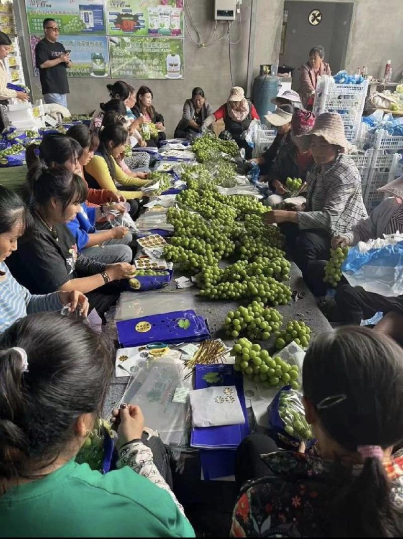 【阳光玫瑰】晴王精品包装，电商一件代发，质量有保证
