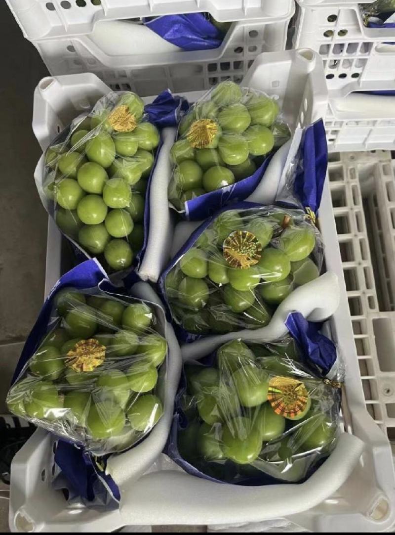 【阳光玫瑰】晴王精品包装，电商一件代发，质量有保证