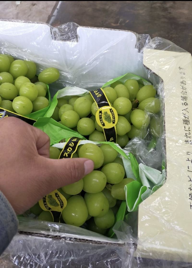 【阳光玫瑰】晴王精品包装，电商一件代发，质量有保证