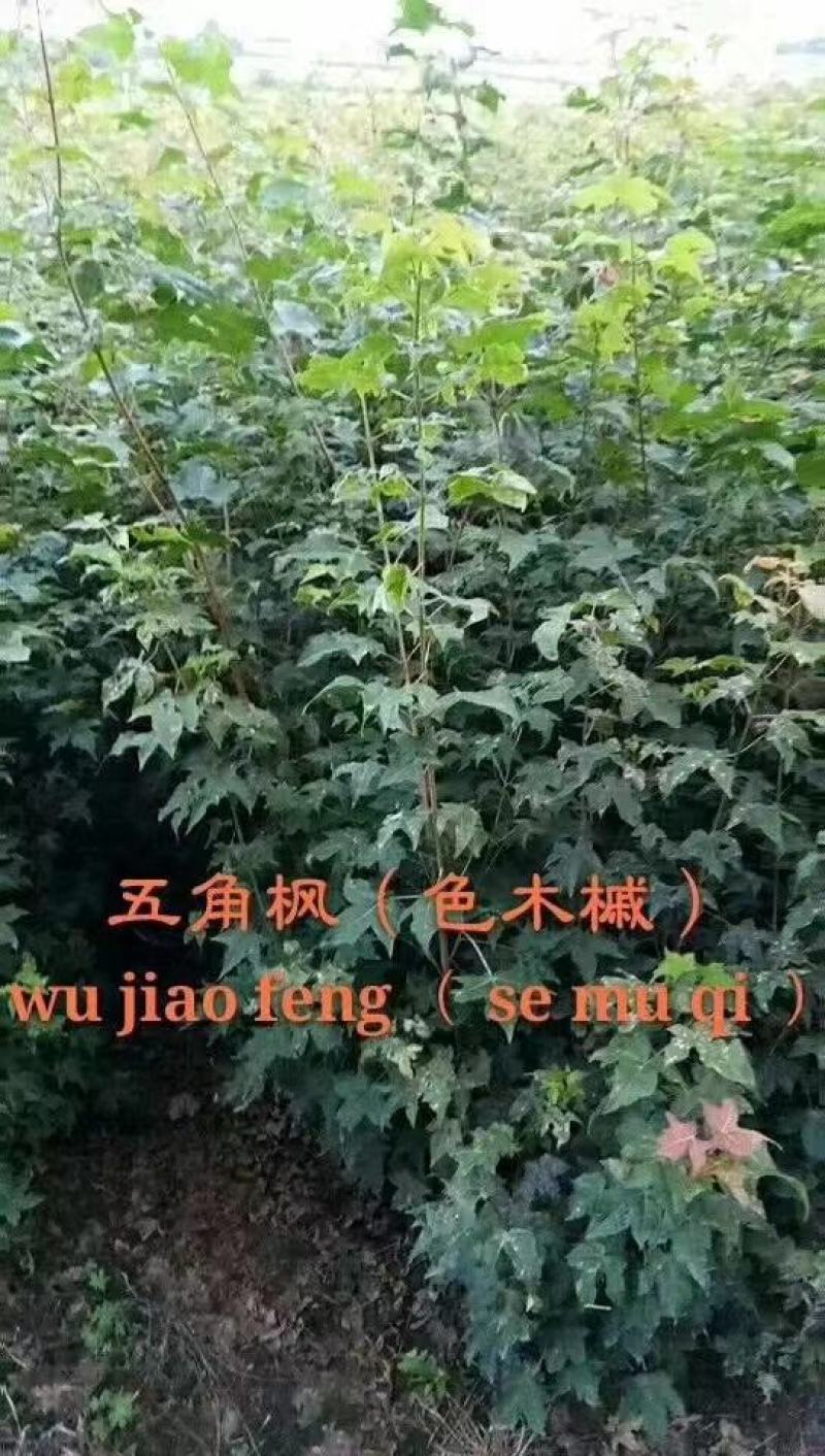 五角枫苗基地直供大量上市品质保证价格优惠欢迎致电